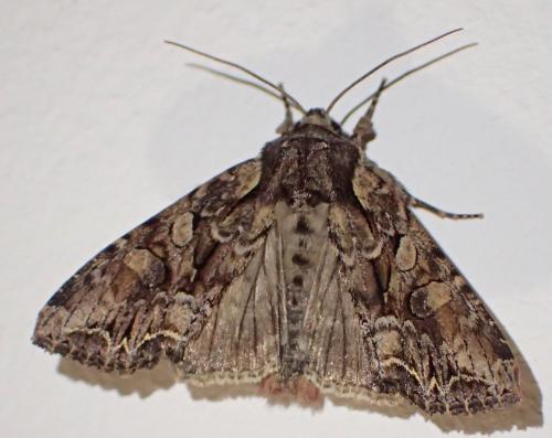Réf. 274 241 : Lacanobia thalassina